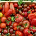 variedades-populares-de-tomate-que-no-cumplieron-las-expectativas-y.webp.webp